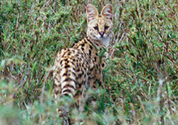Servals - Visit These Websites